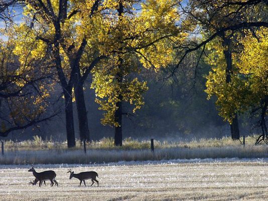 Whitetail deer Whitetail deer